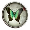 Green Butterfly - LD Keyfinder